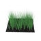 Young Onion Plants in the Garden on white. 3D illustration