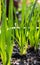 Young onion seedlings in a soiled container close up plants, light passing through the green leaves and glows