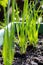 Young onion seedlings in a soiled container close up plants, light passing through the green leaves and glows