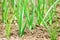 Young onions growing in rows in soil.