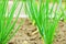 Young onions growing in rows in soil.