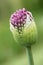 A young, opening Giant Onion