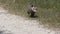 Young opossum walks in Florida grassland