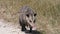 Young opossum walks in Florida grassland