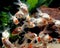 Young Oranda Goldfish, carassius auratus, Aquarium Fishes