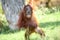 Young orang utan