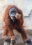 Young Orang Utan