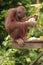 Young Orang-Utan eating