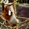 A young orang-utan with glass of milk