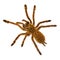 Young Orange baboon tatantula spider on white