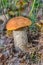 Young orange-cap boletus