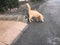 Young Orange Cat Carefully Walks On Street