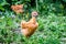 Young orange chickens a breed Naked Neck in the garden of the farm