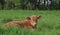 Young orange colored Charlais calf laying in the field