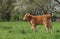 Young orange colored Charlais calf standing in the field