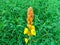 young orange-colored tulip heads in Kalimantan Indonesia