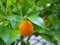 Young orange mandarin fruit Citrus reticulata growing among the green leaves of the tree branch