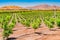 Young orange trees grow in a row in a San Joaquin Valley orchard in California