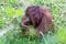 a young oranguel is sitting in the grass with his hands clasped