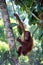 Young orangutan