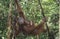 Young Orangutan embracing mother in tree