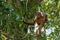 Young orangutan flexible has stopped at the time of the games an