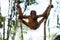 Young orangutan hanging flexible between two trees (Sumatra, Ind