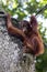 A young orangutan hangs onto a cable above its enclosure in Singapore Zoo in Singapore.