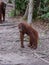 Young orangutan lost in thought on a roadside footpaths (Indonesia)