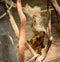 Young orangutan playing with wood shavings