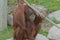 Young Orangutan Playing In Zoo Habitat