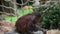 A young orangutan plays with sawdust