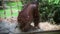 A young orangutan plays with sawdust