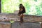 Young orangutan standing on a wooden bench in the profile. Picture taken in a zoo on the island of Bali