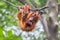 Young Orangutan swinging on a rope