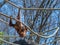 Young Orangutan Swings on Ropes