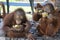 Young orangutans eating bamboo