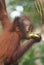 Young orangutans eating a banana