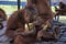 Young orangutans eating bananas