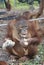 Young orangutans eating gruel