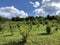 Young orchards and agricultural fields in the Pozega Basin