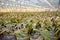 Young orchid plants in glass house