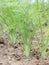 Young organic fennels growing in the field