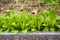 Young organic lettuce row in greenhouse with water drops on leaves.