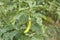 Young organic long eggplants in farm. harvesting with eggplant farm