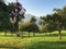 Young organic orchards and green Swiss pastures on the slopes of the Buochserhorn mountain and by the lake Lucerne