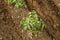 Young organic tomato seedlings grow in the ground. Tomato plants in the garden