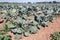 Young organically grown Brussels sprout plants on a sunny day