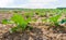 Young organically grown green cabbage plants from close