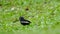 Young oriental magpie-robin resting on the floor